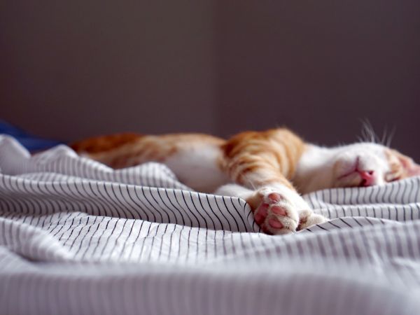 Chat faisant une sieste dans des draps