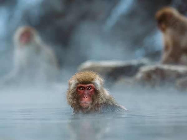Un macaque japonais dans des bains chauds naturels