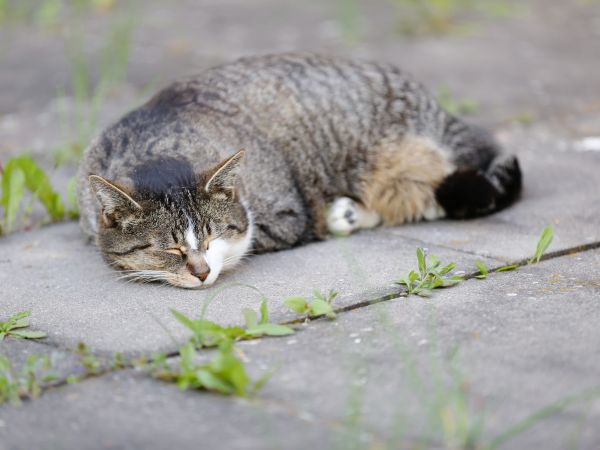 Photo d'un chat dormant sur un trottoir