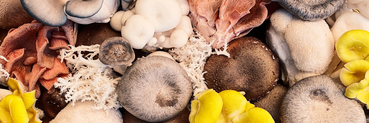 Un ensemble varié de champignons