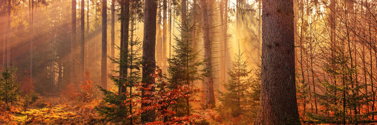 Une forêt d'automne sous un un soleil couchant entre les arbres