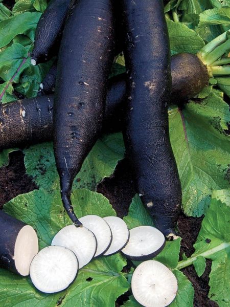 Le radis noir : la panacée des naturopathes