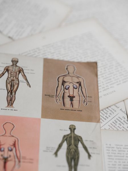 Photo de feuilles issues d'un livre d'anatomie ancien