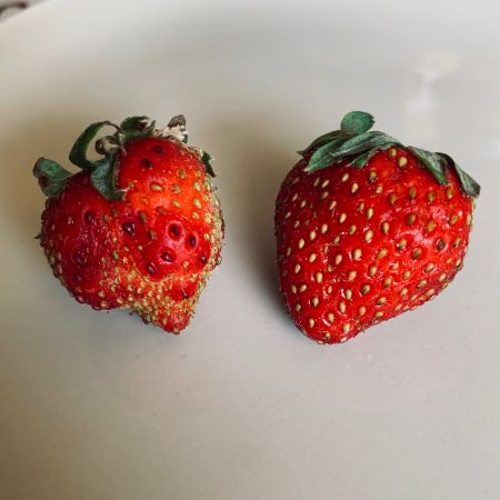 2 fraises, une belle et une moche