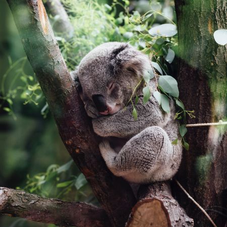 Un koala dormant dans un arbre