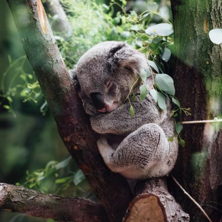 Un koala dormant dans un arbre
