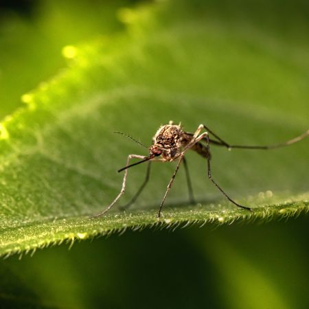 Un moustique posé sur une feuille
